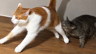 Cats Mayhem