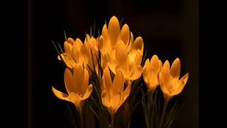 سورة الإنسان كاملة القارئ فهد واصل المطيري  من أجمل ما قرأ  أرح أعصابك وأرح سمعك راحة نفسية وطمأنينة