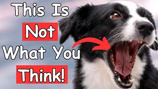 What Your Dog’s Yawn REALLY Means (It’s Not What You Think!)
