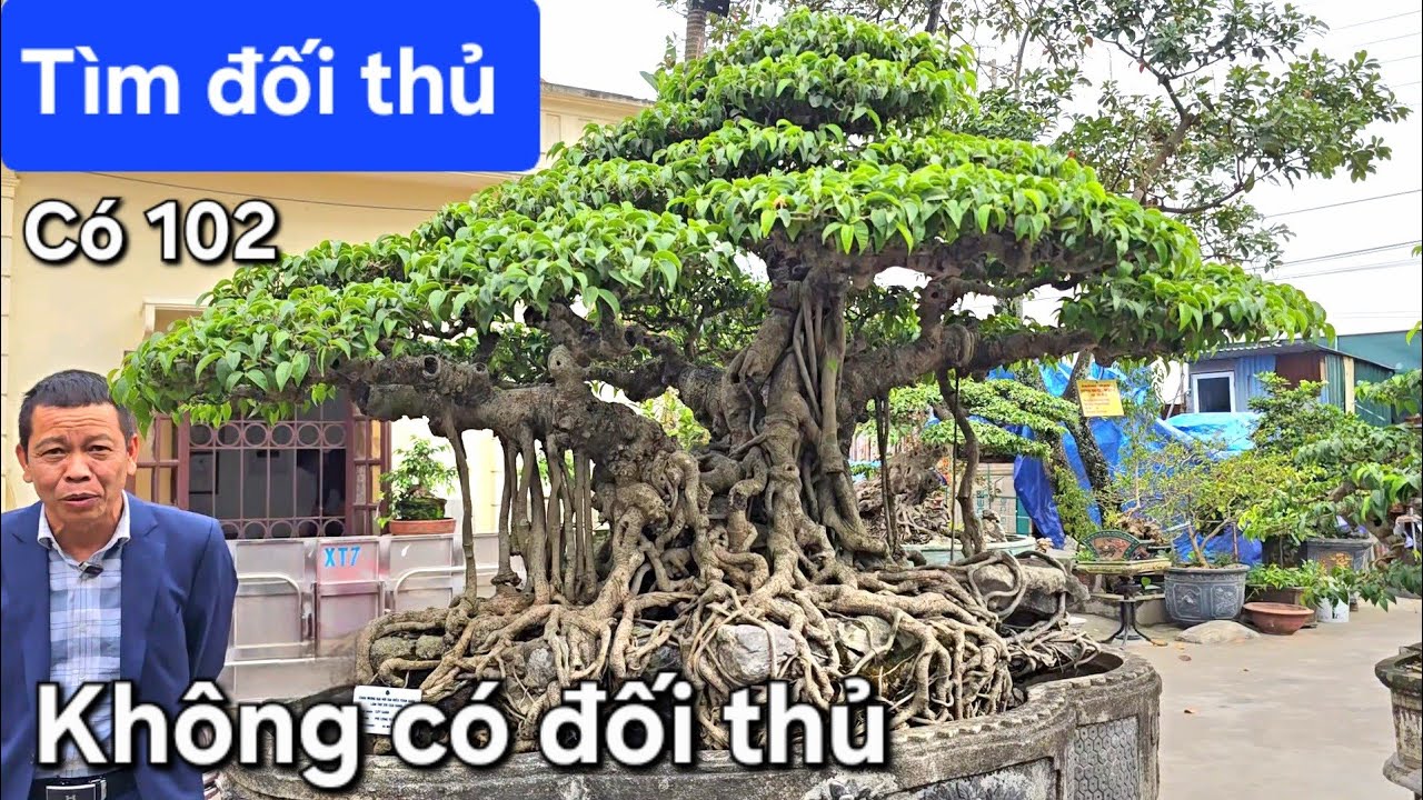 Đi tìm đối thủ cho cây sanh lá móng chúa vườn của anh Yên gạch 