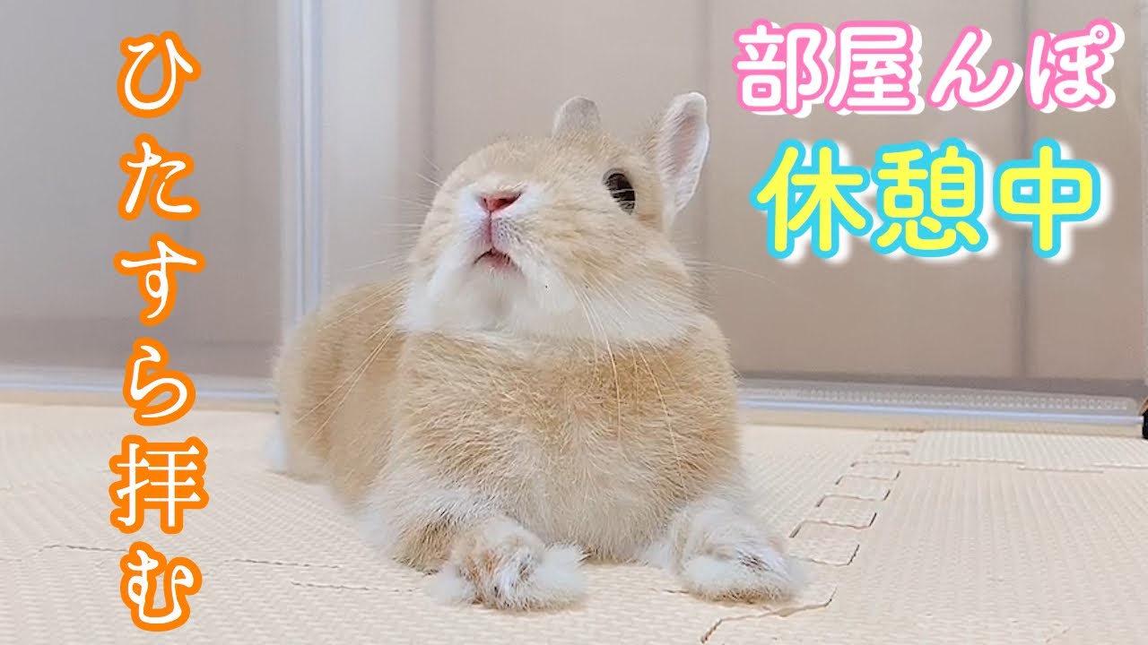 動物の壁紙 綺麗なうさぎ 正面