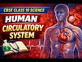 Human Circulatory System Explained-Human Heart