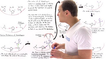 Mechanism of Chymotrypsin and Catalytic Triad