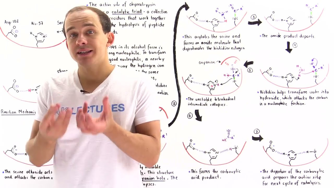 Chymotrypsin là thuốc gì