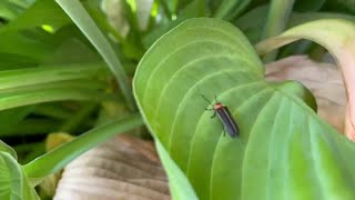 Firefly population in Missouri is declining