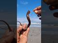 Umpan mancing laut terbaik