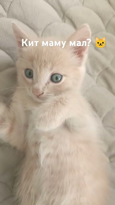 кит маму мал? 🐱🐱 - YouTube