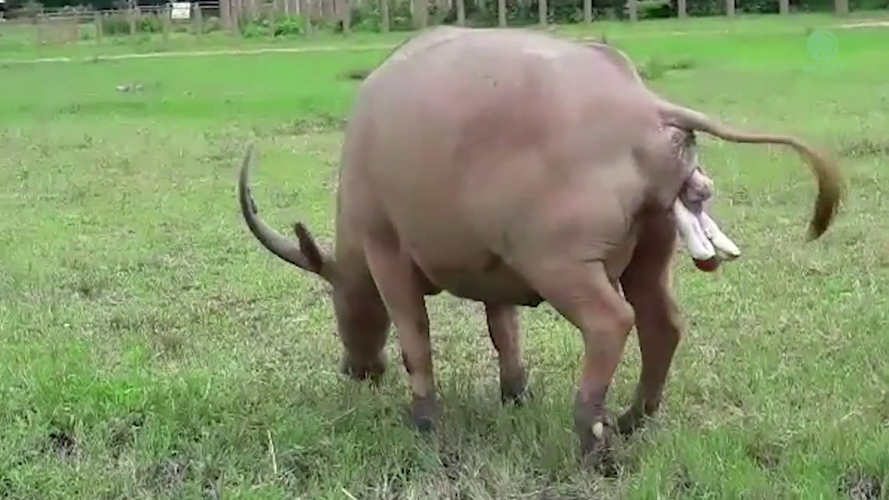 newborn white water buffalo