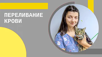 Переливание крови у питомцев