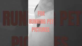 Fox Running Pet Pictures Film Corporation logo (1994-1998) (Cinemascope Version)