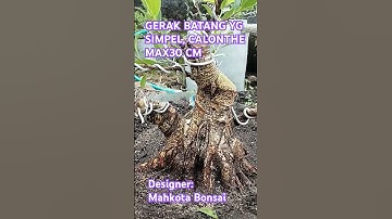 GERAK BATANG SIMPEL KIMENG THE MAX30 CM(50) PROSPEK@mahkotabonsai #shorts #kimengviral