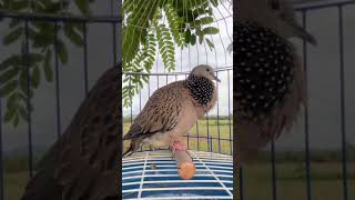 SUARA TEKUKUR#birds #shortvideo #tekukursultan #tekukurliar #tekukur #birdsounds #birdsong