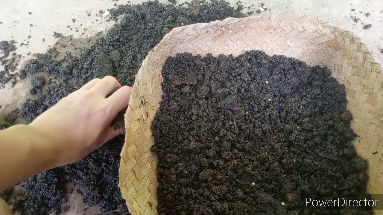 Cara mudah Dan murah menanam cabe dalam 4 hari 