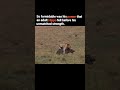 The greatest lion of all time 🔥🔥🥶#viral #viralvideo #youtubeshorts