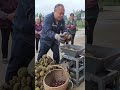 🌰⚙️ Compact Chestnut Peeling Machine Demonstrating Shell Removal