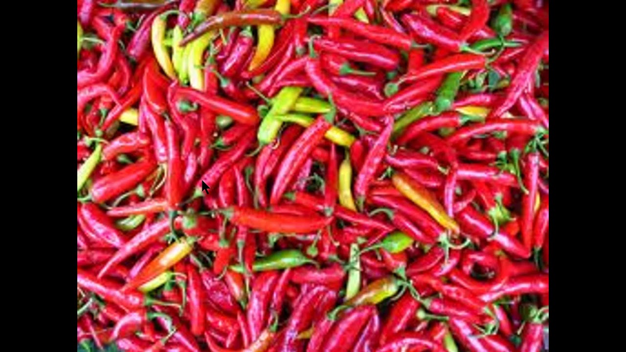 Capsicum Dr Muhammad Shafique Sr. Demon. Forensic Medicine, Punjab