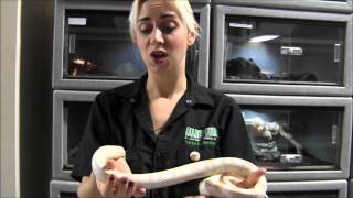 Adult Snow Cornsnake