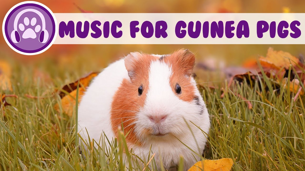 Music For Guinea Pigs 2 HOURS of Music for Guinea Pigs - Natural Remedy for Stress and