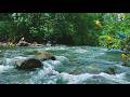 Live Forest Ambience with Birds 🌿 Natural Sounds for Deep Sleep &amp; Stress Relief (No Music)