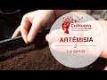 Cultivons-nous ! #2 Faire ses semis d'Artemisia annua !