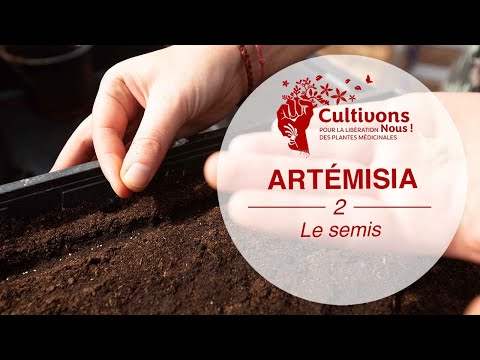 Vidéo: Nous Cultivons Des Semis