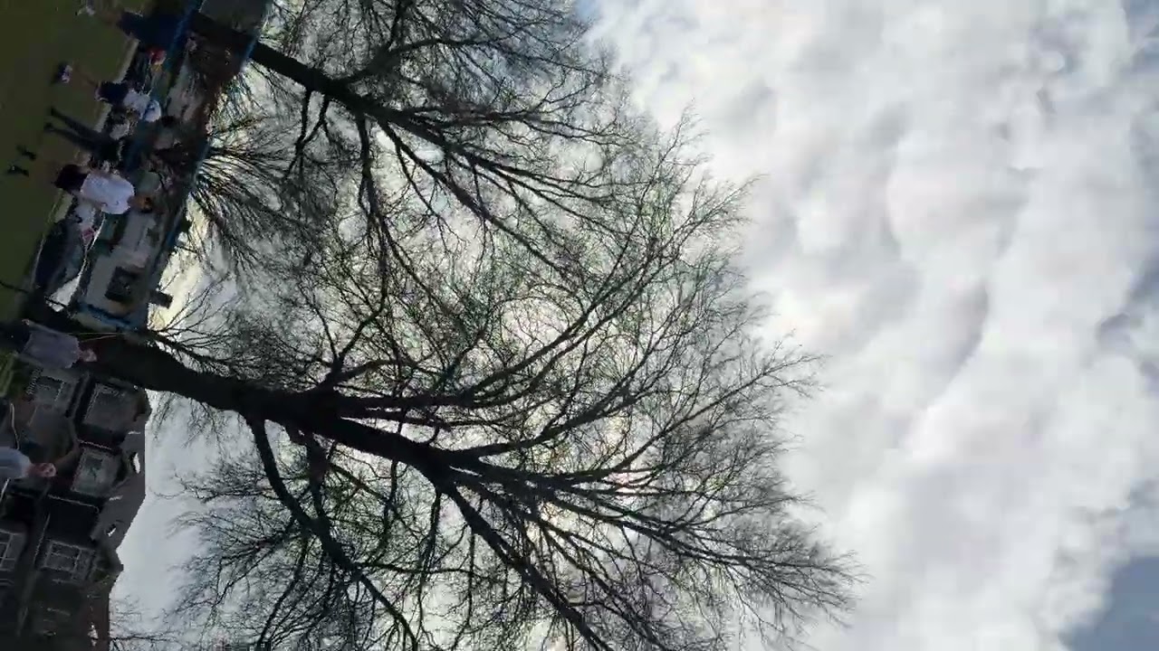 grass 