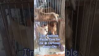 Cartmar Market,  Pasay City #pets #dogs