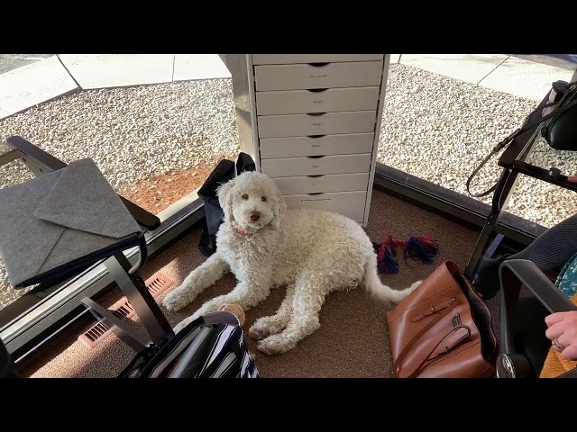 St. Vrain Realty, LLC Office Dog Ruby! Come meet the fluffy pup.