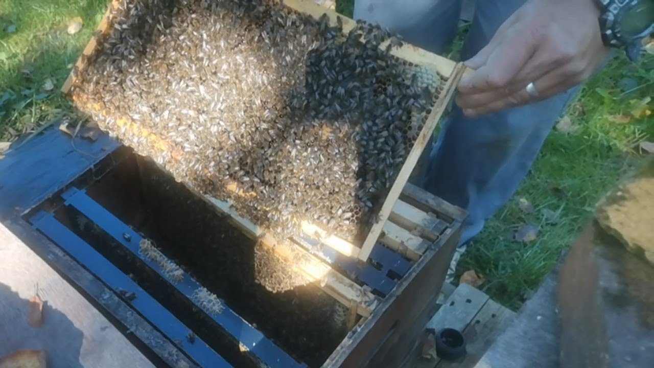 Restrang cuiburile la familiile de albine 01.10.2021