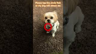 Please, tap the circle fast #dog #cute #shorts