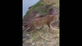 Young leopard in South Luangwa National Park