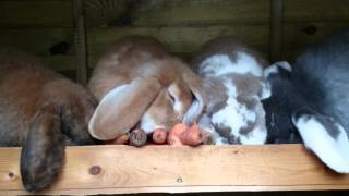 Deutsche Widder Buben