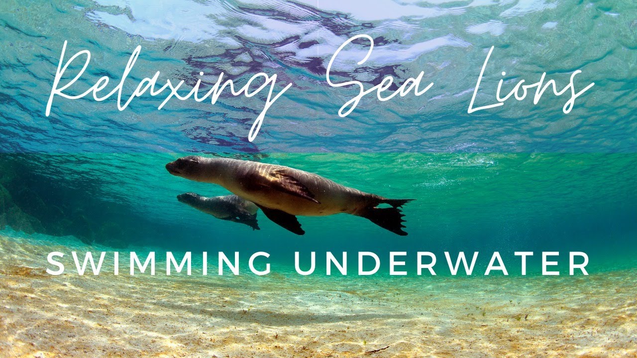 RELAXING SEA LIONS SWIMMING UNDERWATER l UNDERWATER SOUNDS FOR SLEEPING