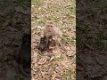 Baby monkeys learn climbing and jumping #animalmonkey #monkey #babyanimal