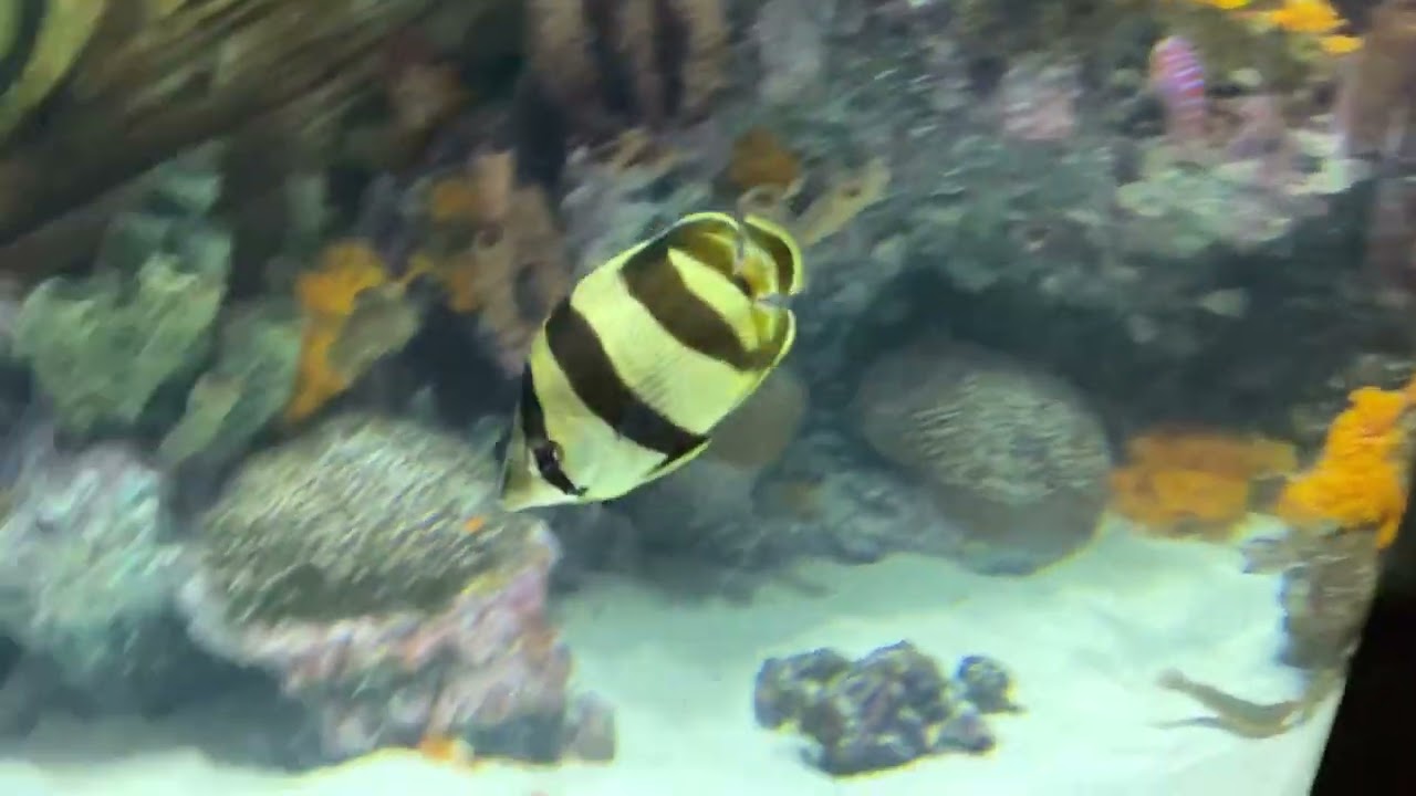 Banded Butterflyfish