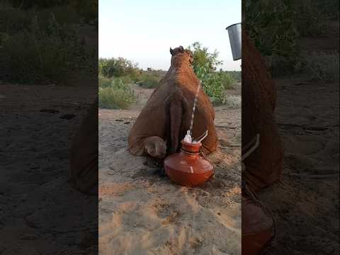 ف قاعة ماء خلف الجمل