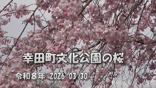 幸田町文化公園の桜  令和８年　2026  03  30　愛知県幸田町