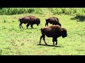 Buffalo mating calls