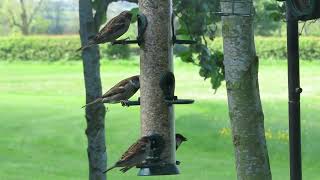 Sparrows Eating Our Supreme WheatFree Bird Seed Mix