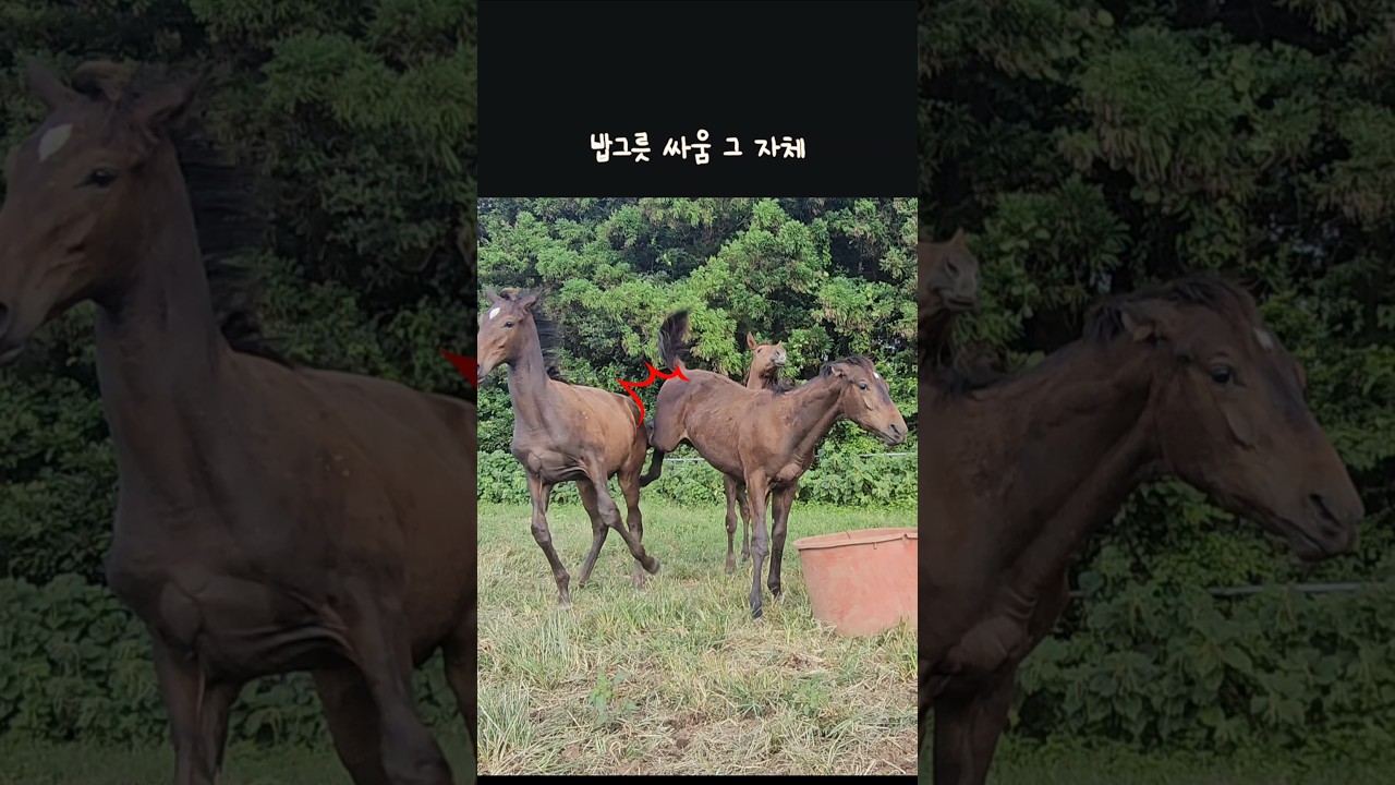 쁘쥬 이런 모습 처음이야‼️ #다프네자마 #까칠대마왕☠️ #보스기질💪