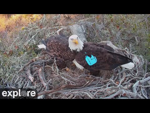 Fraser Point Bald Eagle Nest – Santa Cruz Island Live Cam — Santa Cruz Island, CA live camera thumbnail