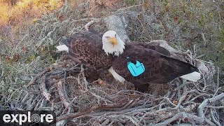 Fraser Point Bald Eagle Nest 2 powered by EXPLORE.org