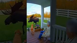 Download Lagu Moose Rushes at Grandma, Golden Retriever and Cat Fight Back #hero #viral #subscribe MP3 Download Lagu Moose Rushes at Grandma, Golden Retriever and Cat Fight Back #hero #viral #subscribe MP3