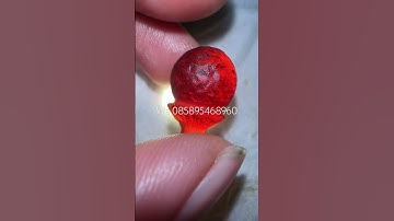 FOSIL MUSTIKA KEMBANG WIJAYAKUSUMA ALAM GAIB