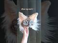 pre made sold!! #furry #mask #catmask #packing #artwork