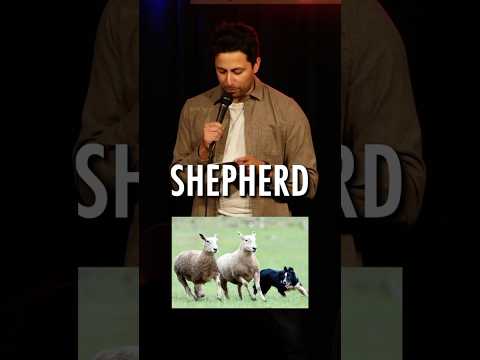 Homeless Shepards.