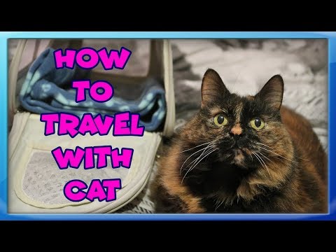 How To Travel With Your Cat! Tips For Travelling With Cats! How To Set Up a Car For Cat Travel