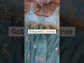 ✨ New Designer Gotapatti Saree Collection 2026 | #gotapattisaree #fashion