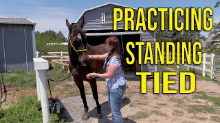 Working On Getting A Horse To Stand Tied - VEDA Day 4