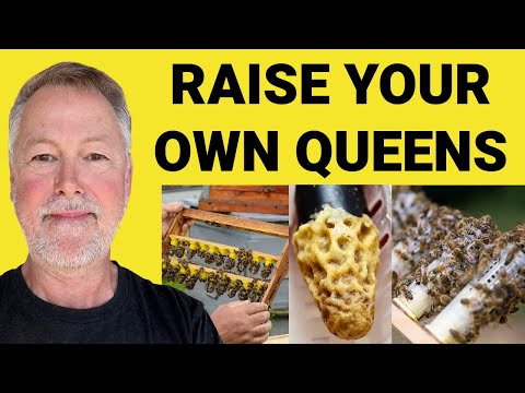 Beekeeping | Raise U0026 Hold Your Own Queens In Limited Space